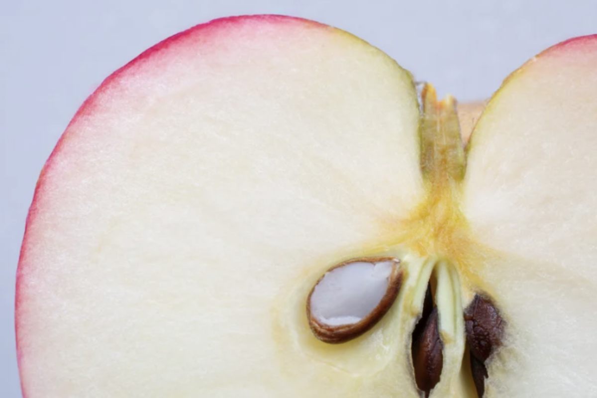 Tra queste, spicca in particolare un rito di Capodanno proveniente dalla Repubblica Ceca, che utilizza l’osservazione dei semi di mela