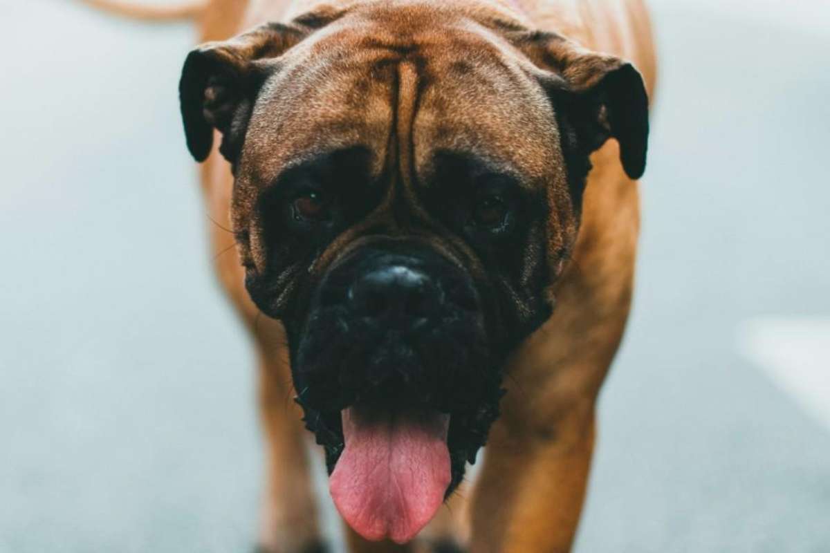 cane fa bene alla salute