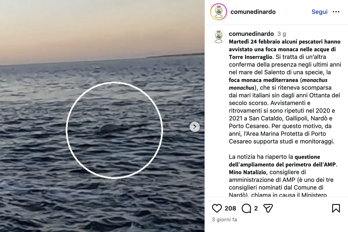avvistamento foca monaca salento