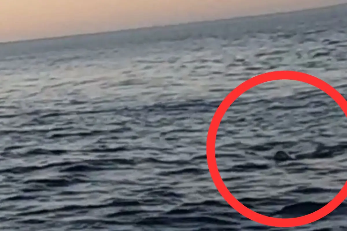 avvistamento mare Salento